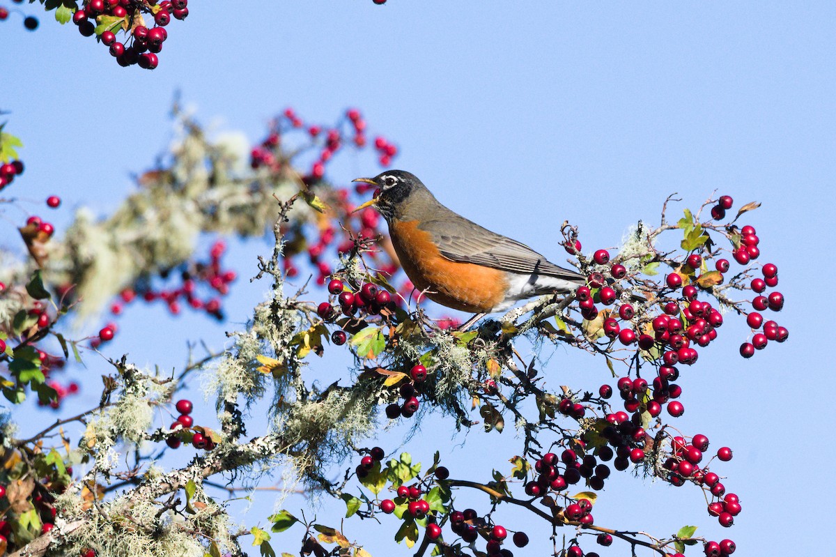 American Robin - ML645808196