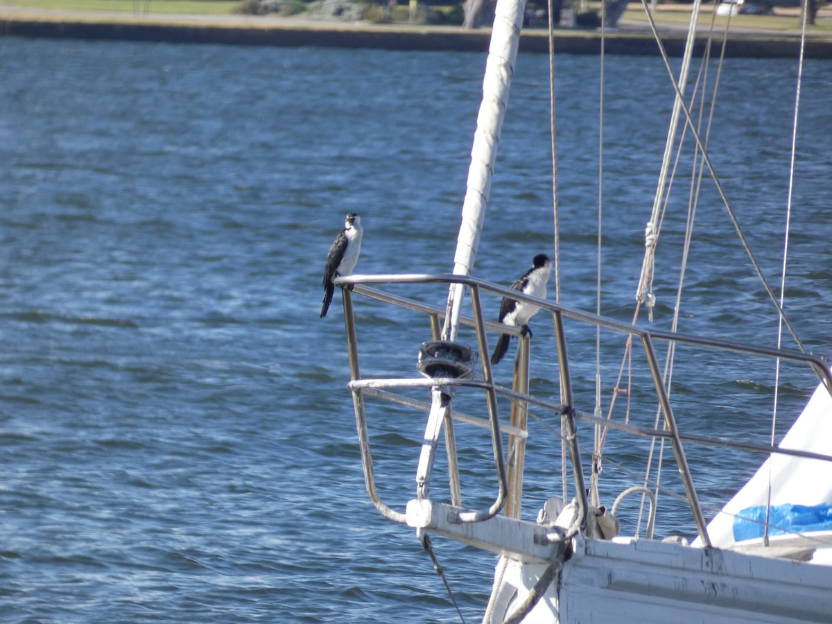 Little Pied Cormorant - ML645808203