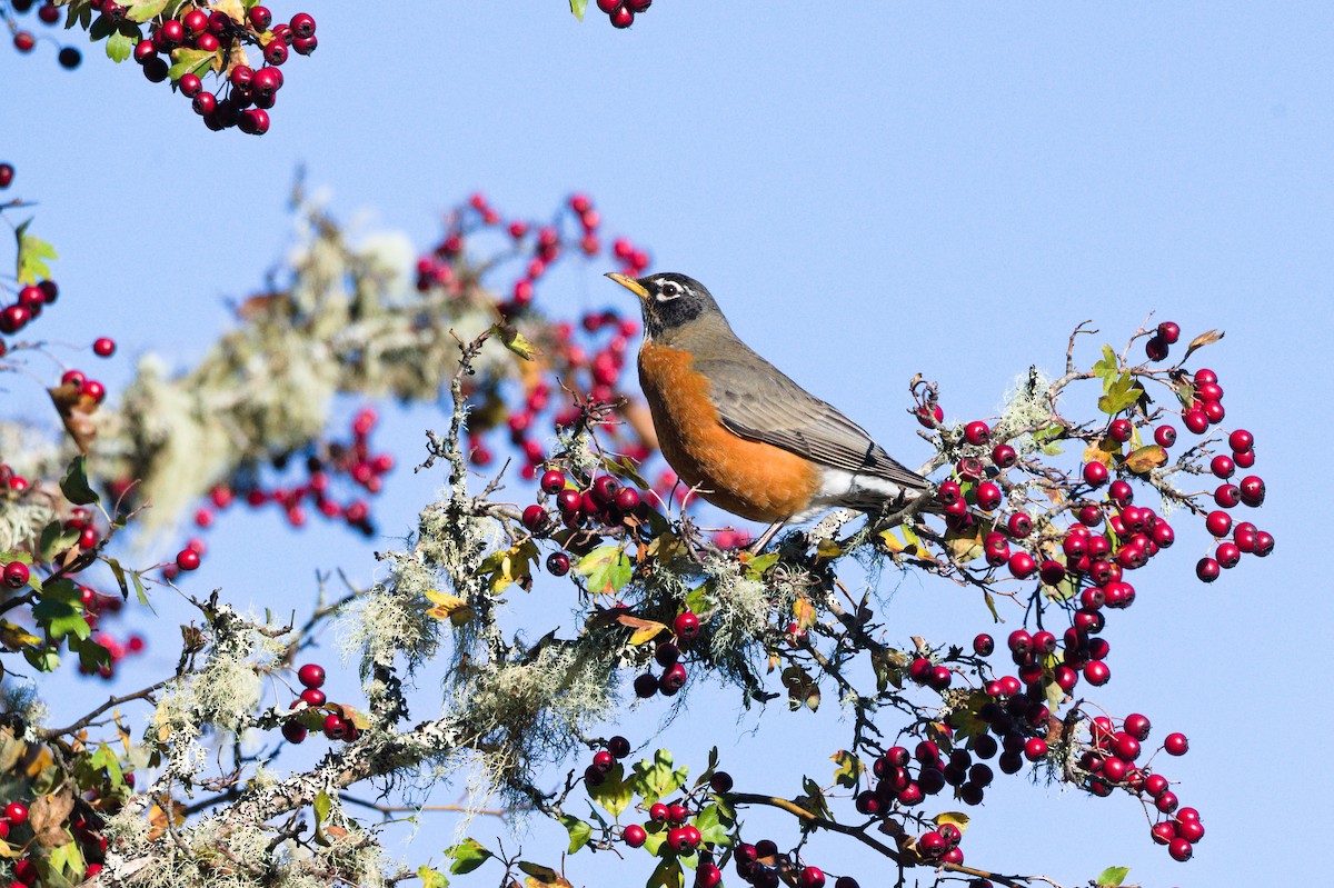 American Robin - ML645808206