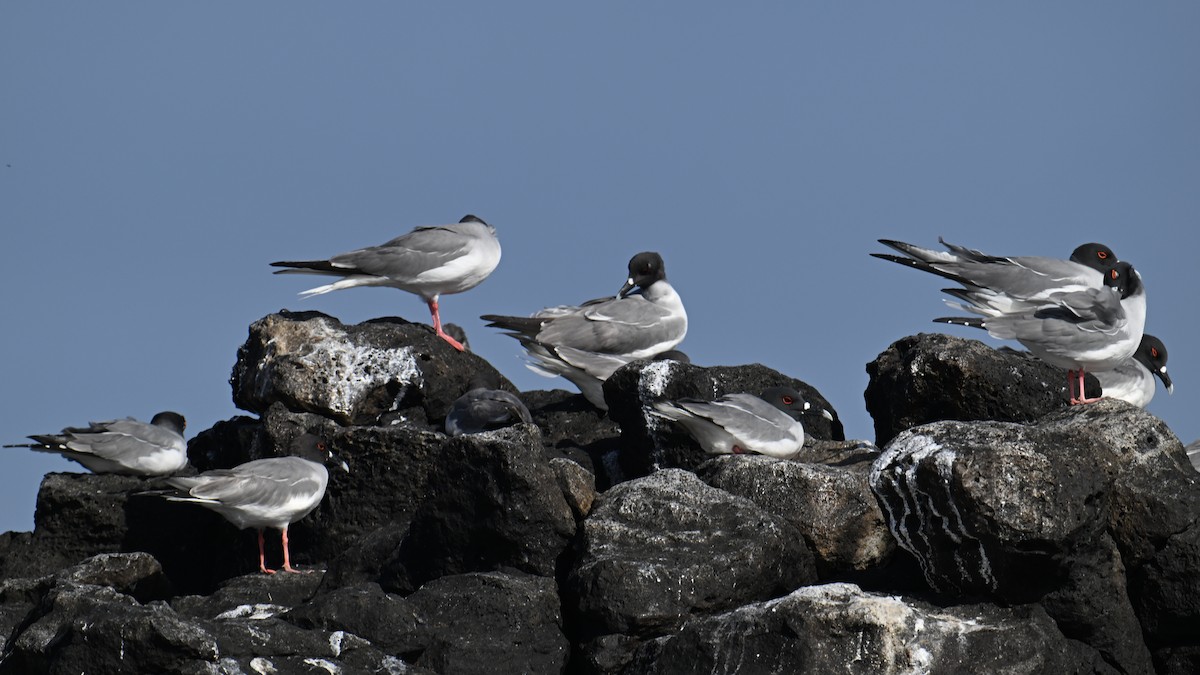 Gaviota Tijereta - ML645808213