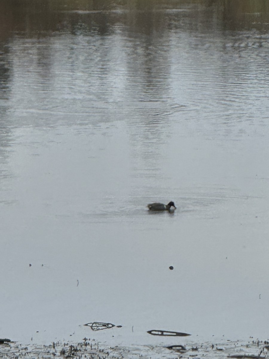 Green-winged Teal - ML645808220