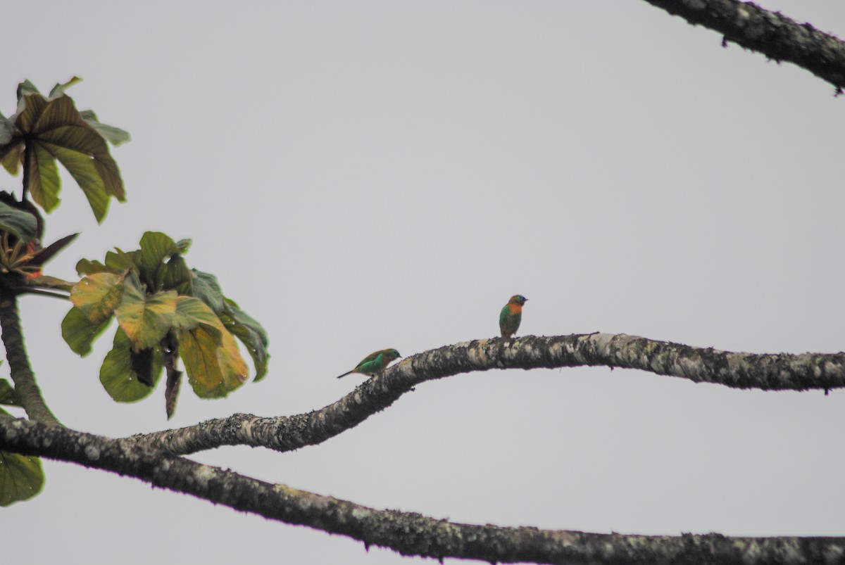 Tangara de Desmarest - ML645808221