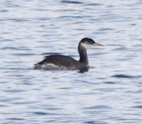 Пірникоза сірощока - ML645808234