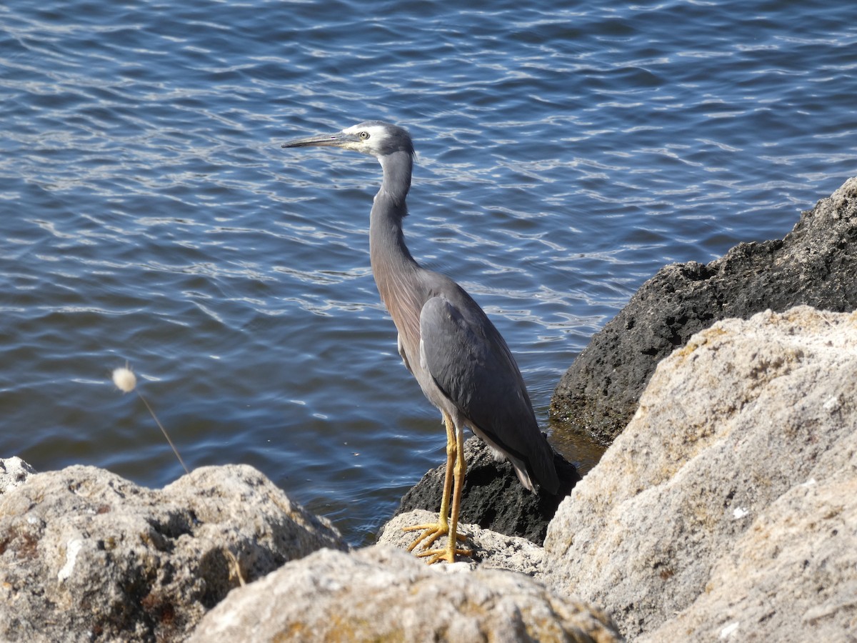 White-faced Heron - ML645808238