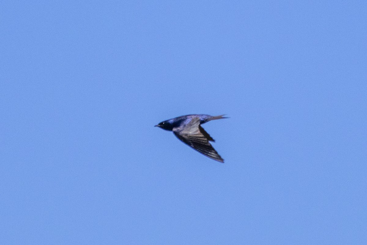 Purple Martin - ML645808241