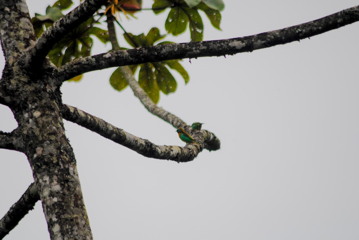 Tangara de Desmarest - ML645808243