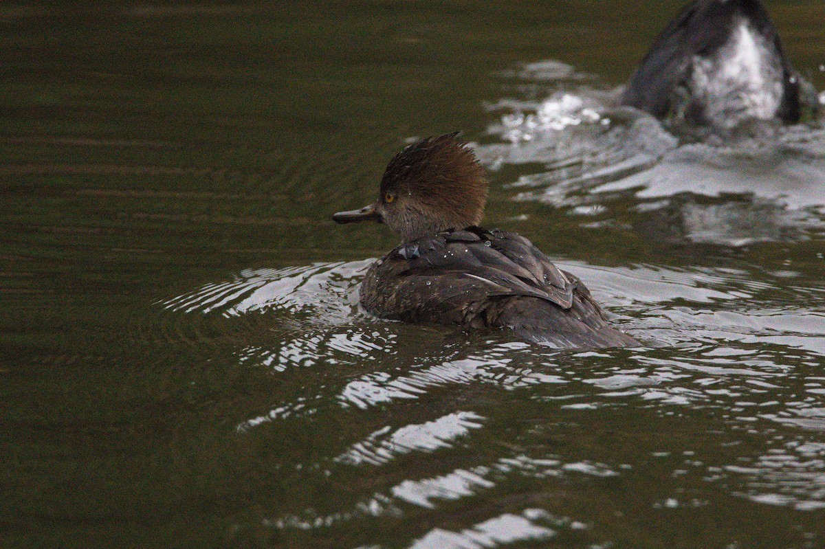 Hooded Merganser - ML645808244