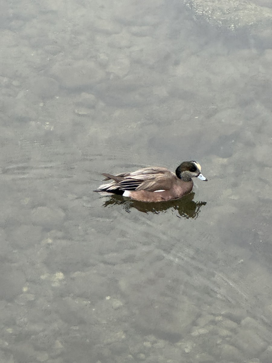 American Wigeon - ML645808248