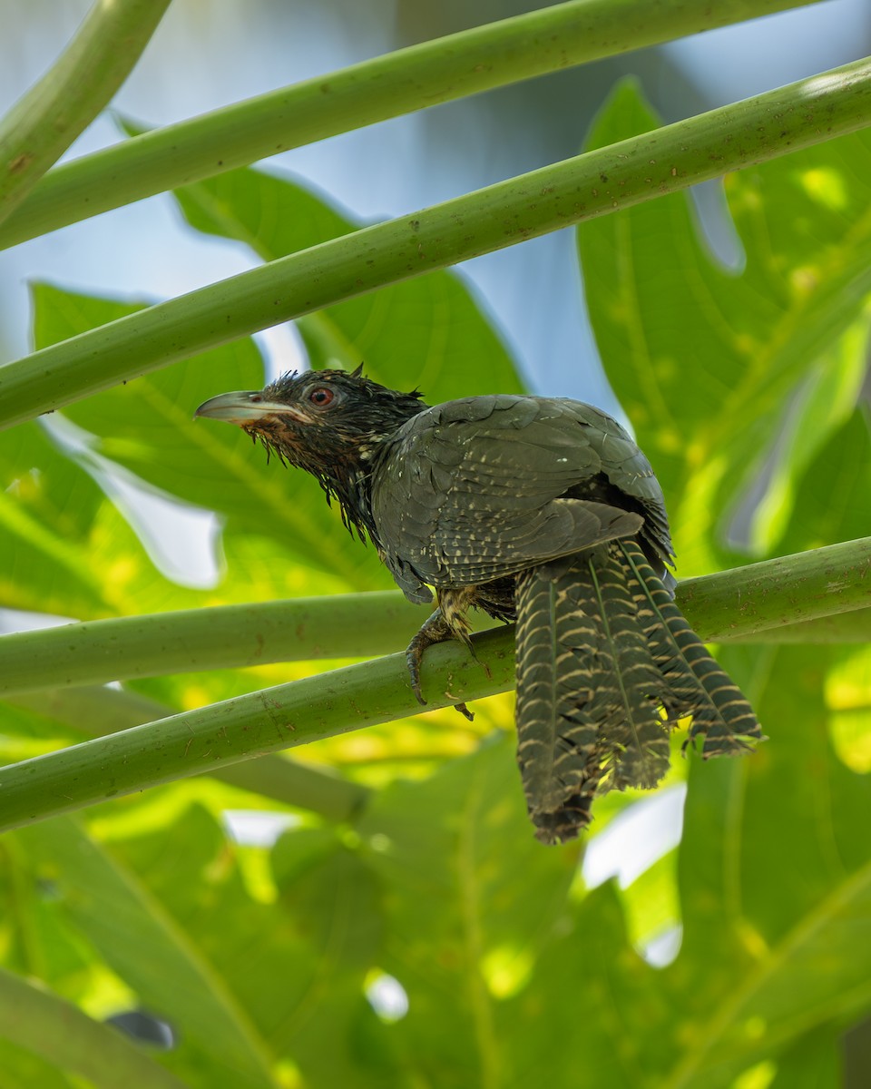 Asian Koel - ML645808252