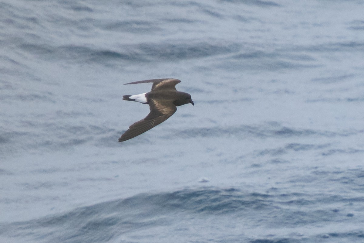 Wedge-rumped Storm-Petrel - ML645808262