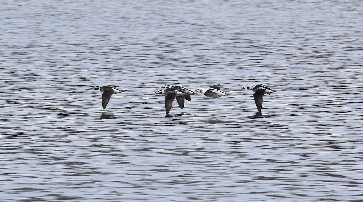 Long-tailed Duck - ML645808263