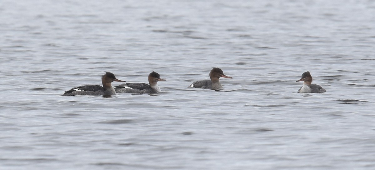 Red-breasted Merganser - ML645808270