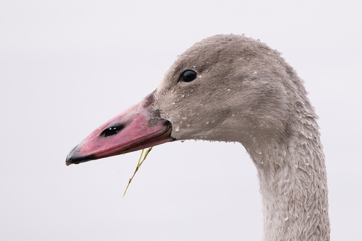 Tundra Swan - ML645808273