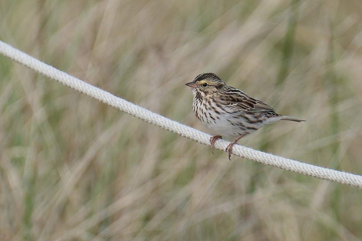 גיבתונית ערבות - ML645808277