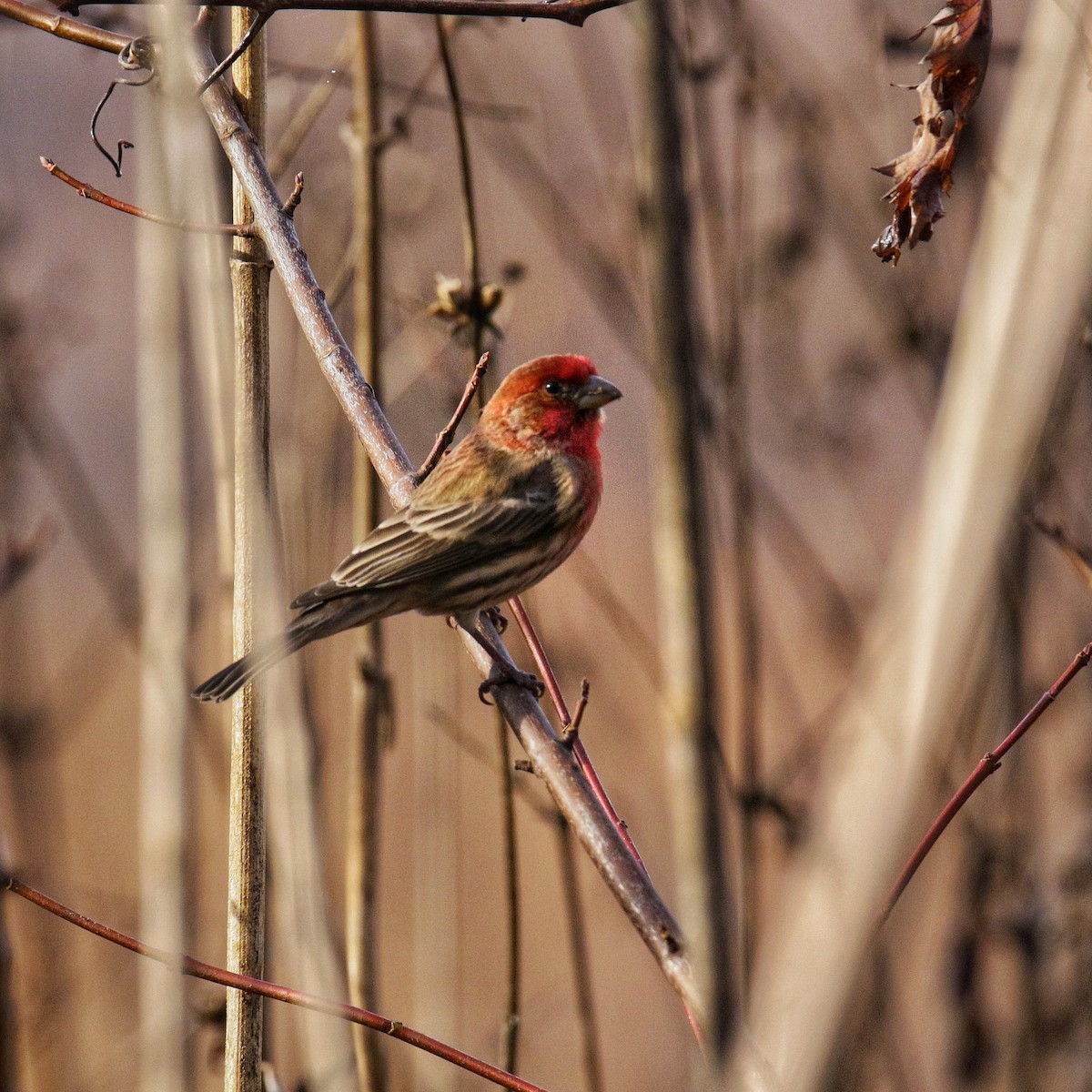 House Finch - ML645808280