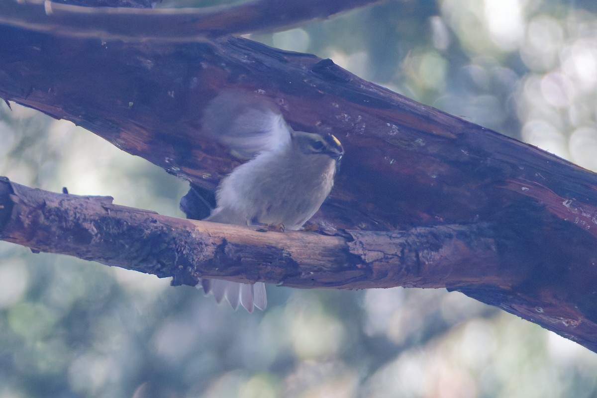 Golden-crowned Kinglet - ML645808281