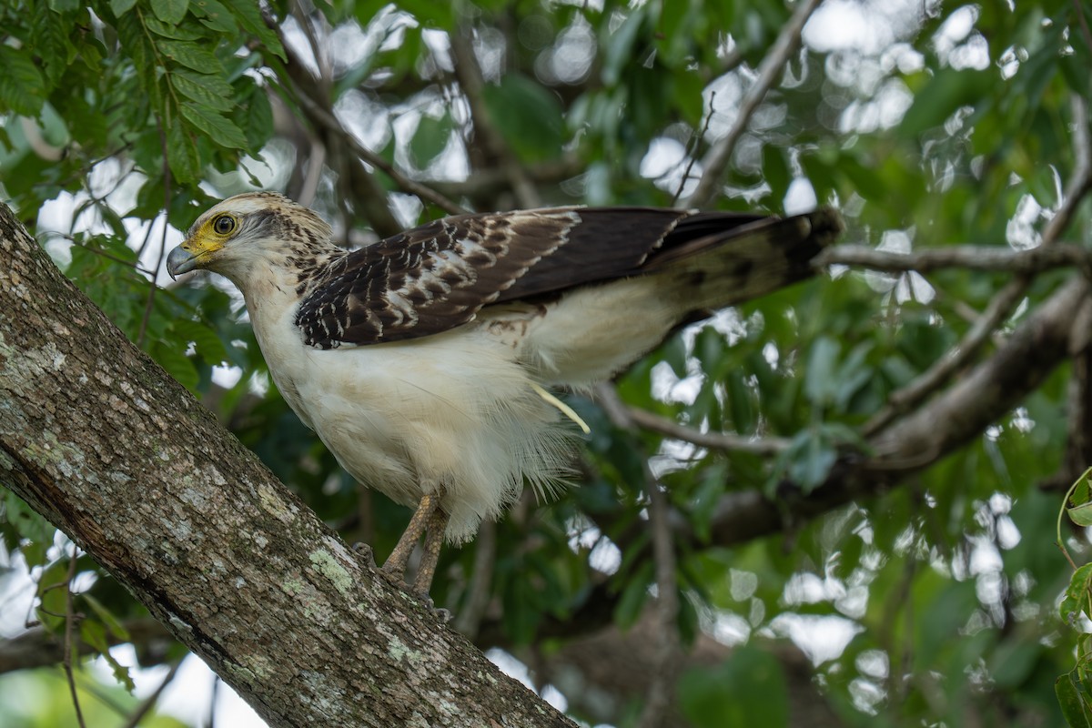 Crested Serpent-Eagle - ML645808285