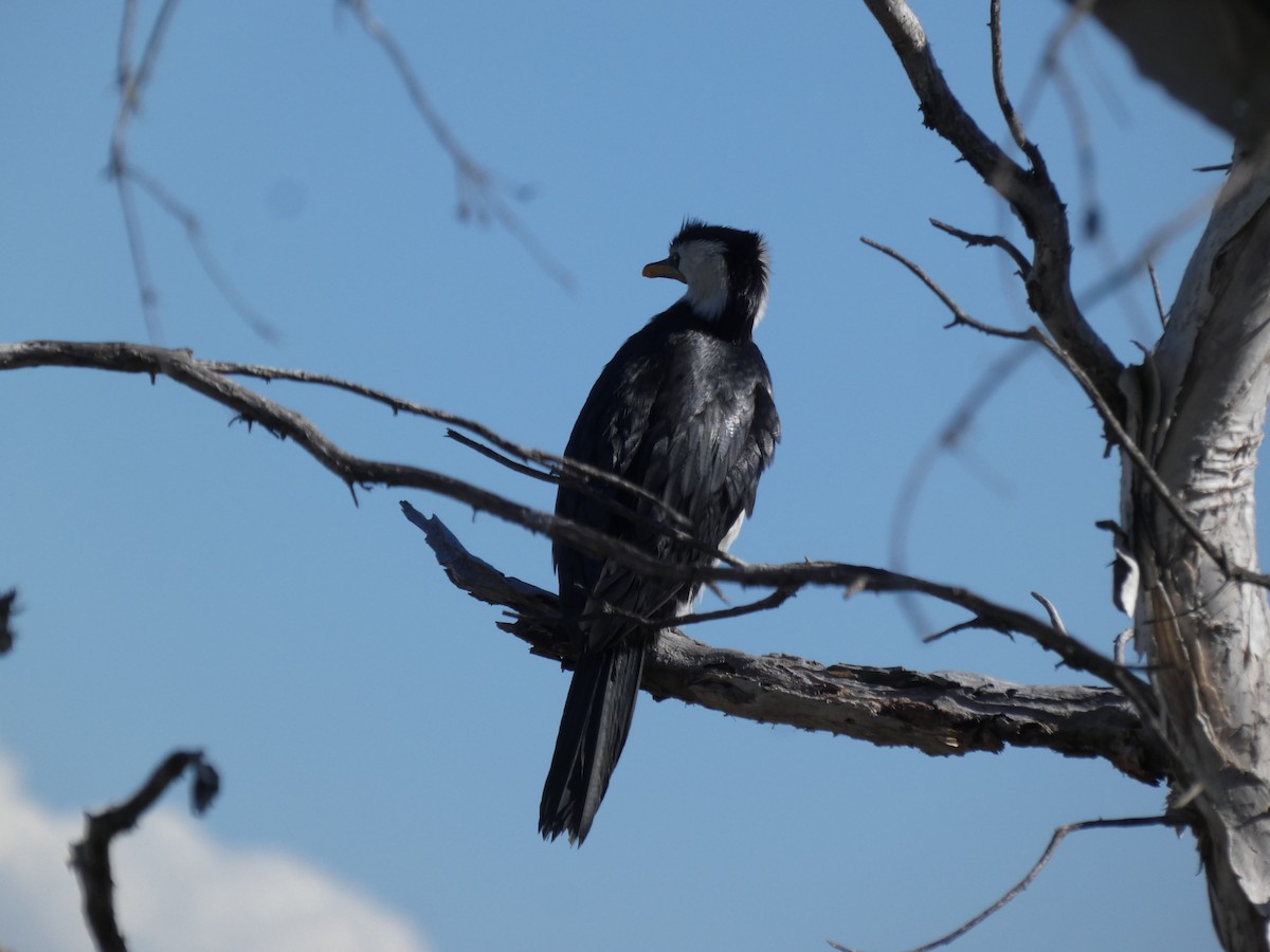 Little Pied Cormorant - ML645808297
