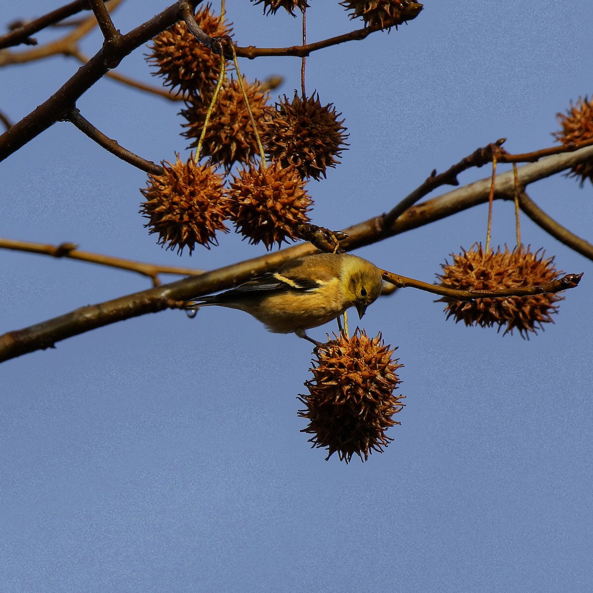 American Goldfinch - ML645808302