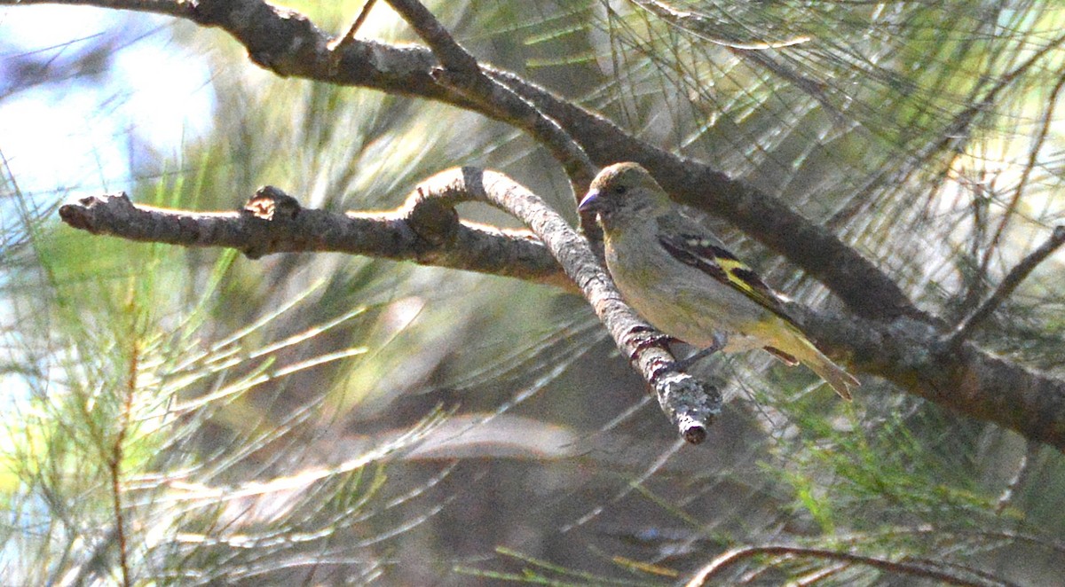 Hooded Siskin - ML645808305