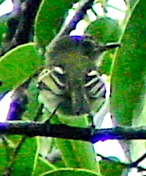 Pelzeln's Tody-Tyrant - ML645808307