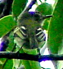 Pelzeln's Tody-Tyrant - ML645808308