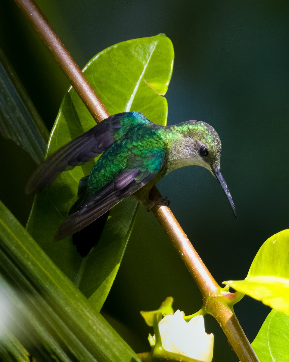 Scaly-breasted Hummingbird - ML645808312
