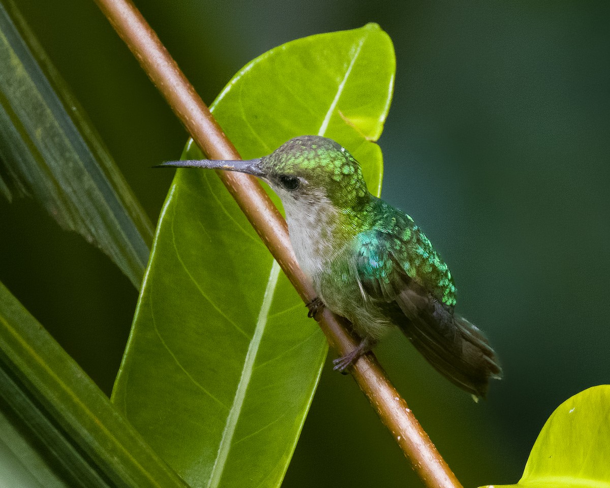 Scaly-breasted Hummingbird - ML645808313