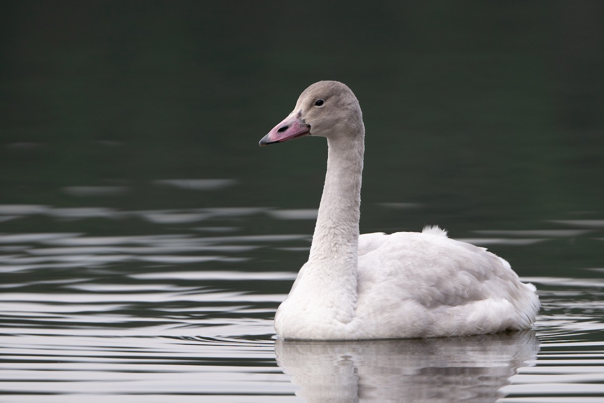 Tundra Swan - ML645808320