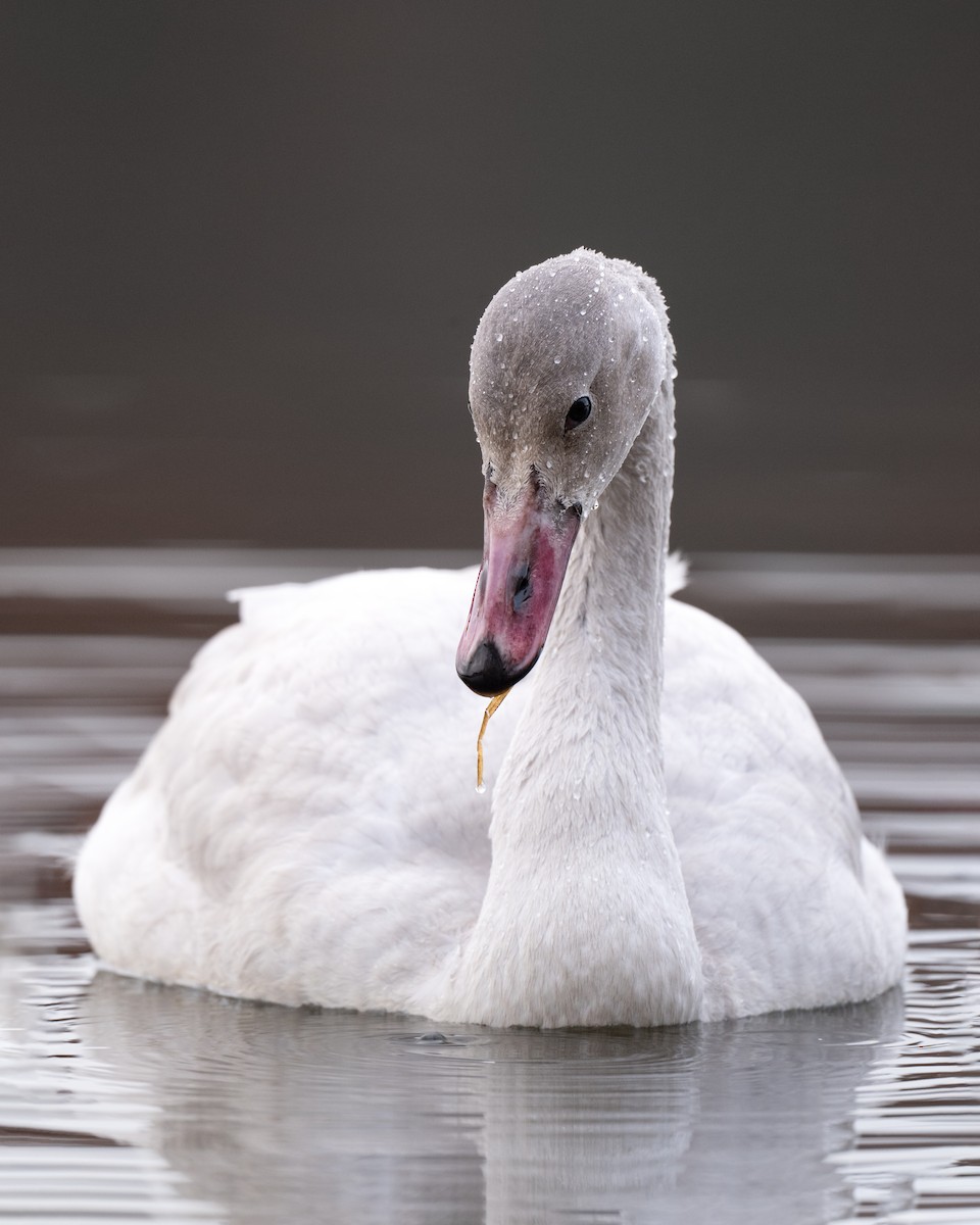 Tundra Swan - ML645808321