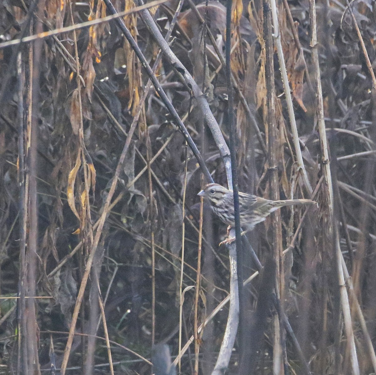 Swamp Sparrow - ML645808322
