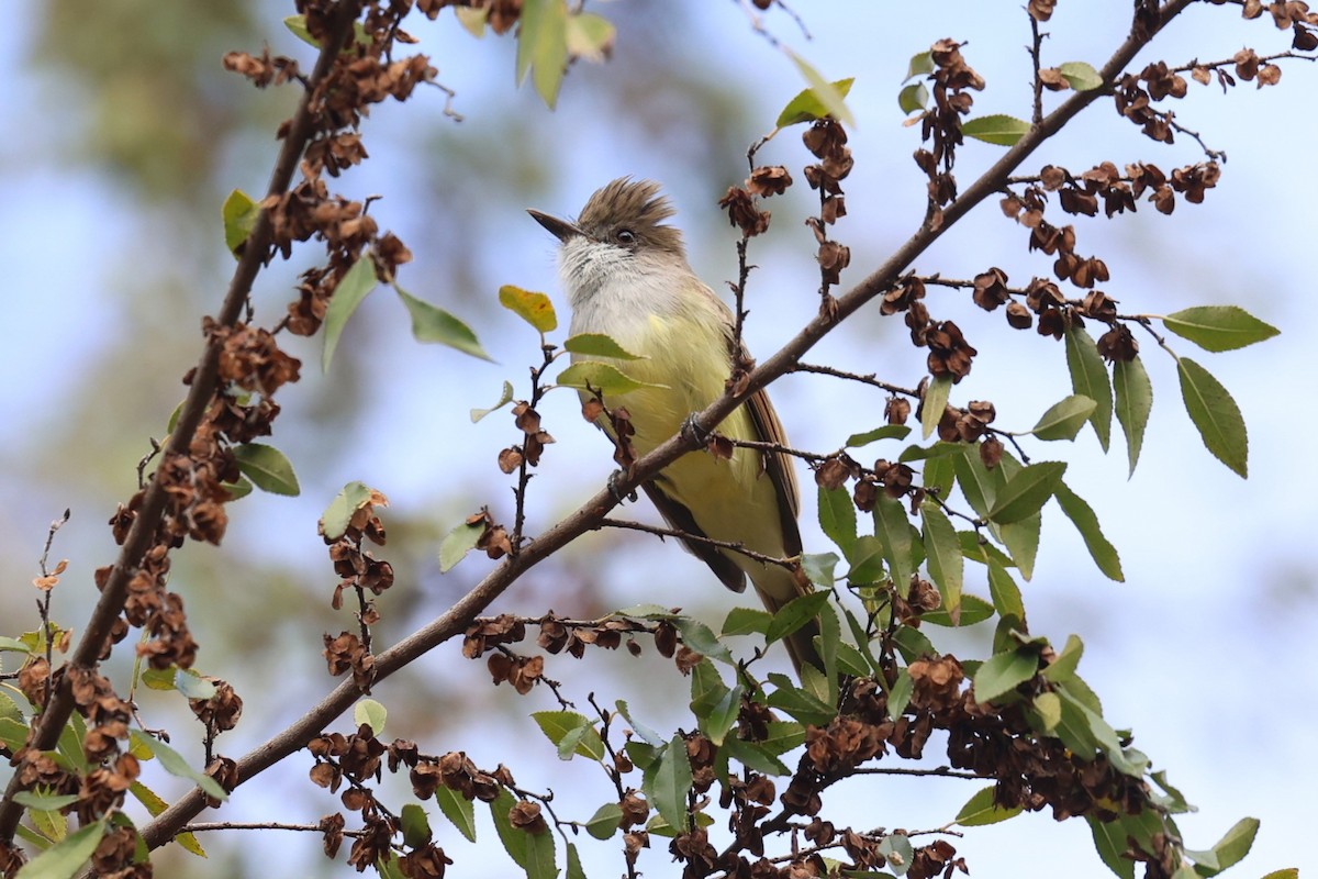 Dusky-capped Flycatcher - ML645808323