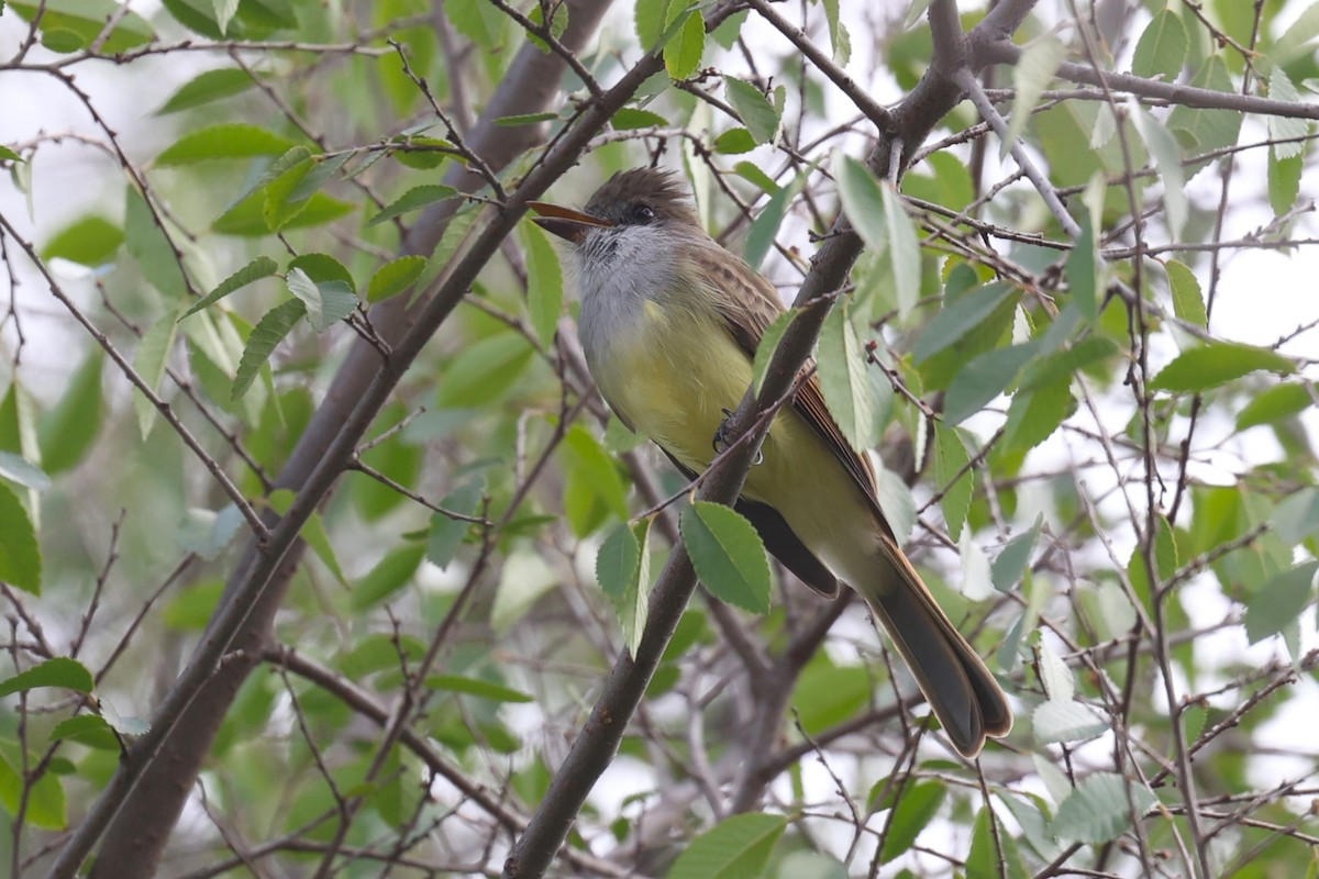 Dusky-capped Flycatcher - ML645808324