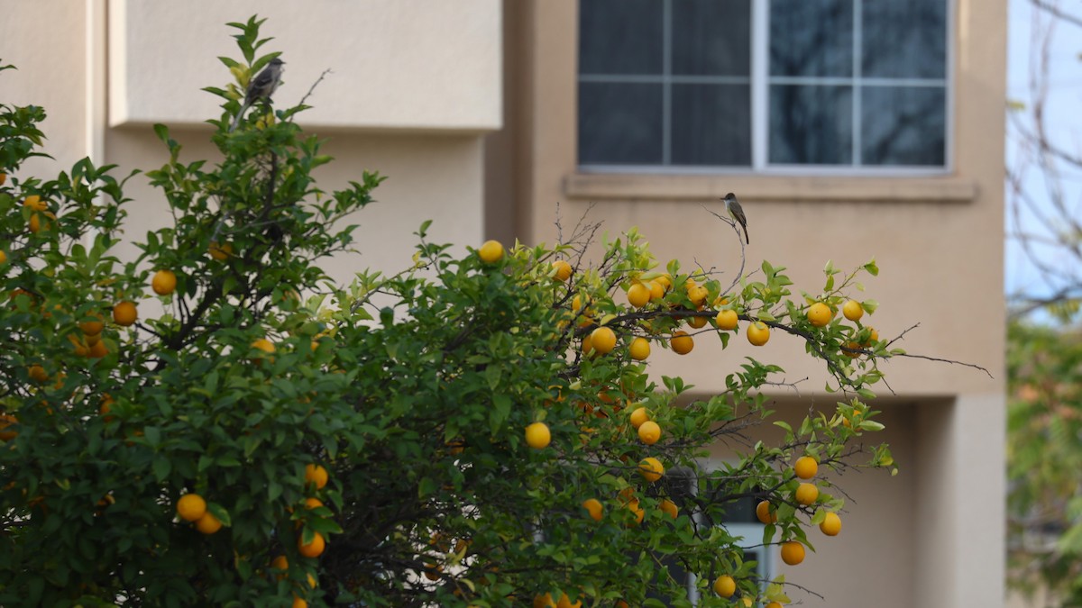 Dusky-capped Flycatcher - ML645808325