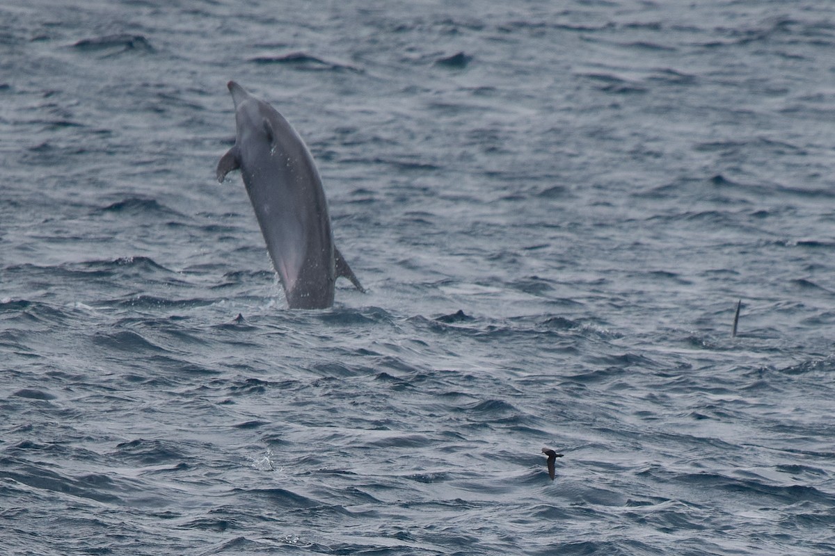 Wedge-rumped Storm-Petrel - ML645808337