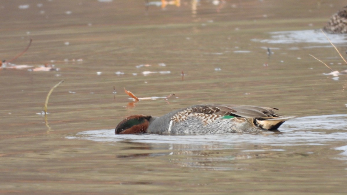 Green-winged Teal (American) - ML645808341