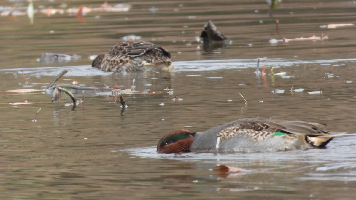 Green-winged Teal (American) - ML645808342