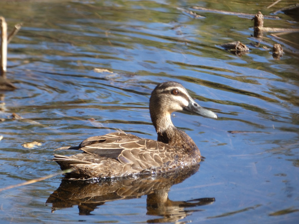 Pacific Black Duck - ML645808343