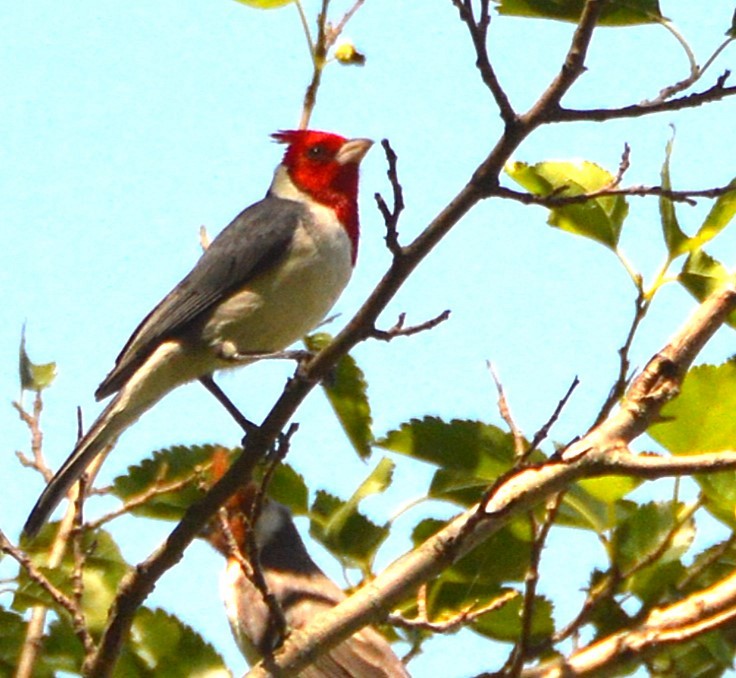 Red-crested Cardinal - ML645808352