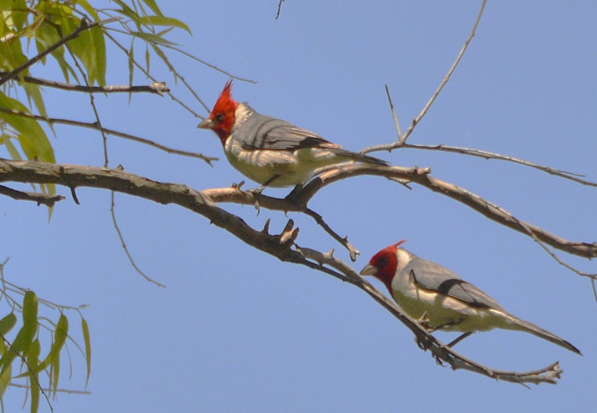 Red-crested Cardinal - ML645808353