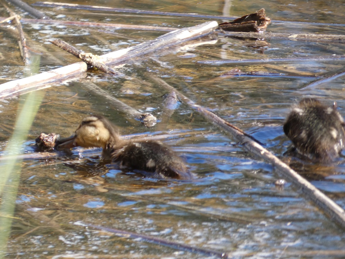 Pacific Black Duck - ML645808356