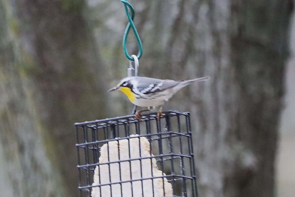 Yellow-throated Warbler - ML645808358
