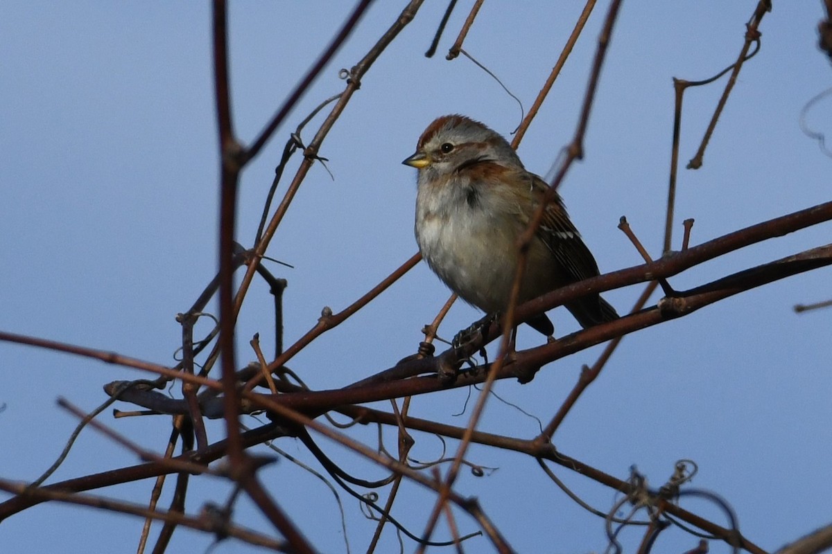 American Tree Sparrow - ML645808362