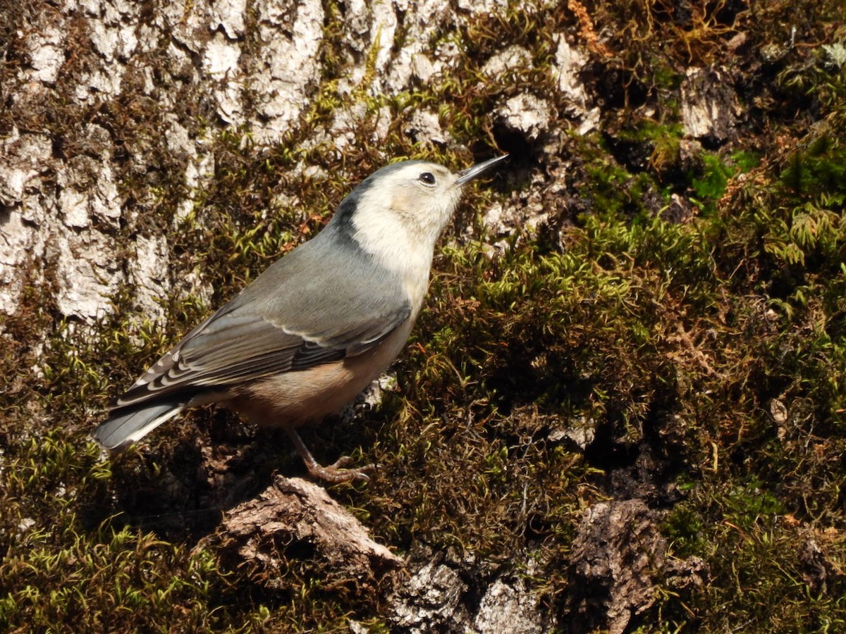Sittelle à poitrine blanche - ML645808367