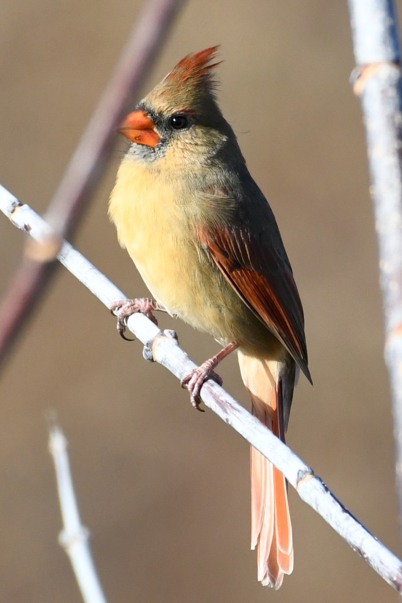 Northern Cardinal - ML645808368