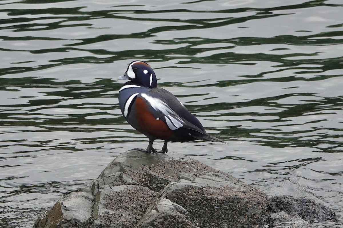 Harlequin Duck - ML645808370