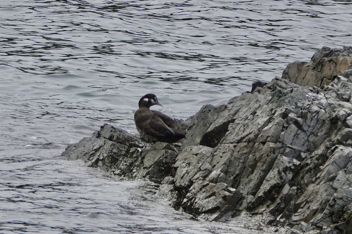 Harlequin Duck - ML645808371