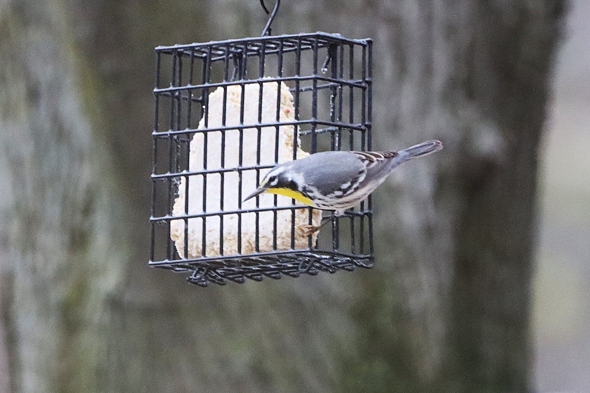 Yellow-throated Warbler - ML645808374