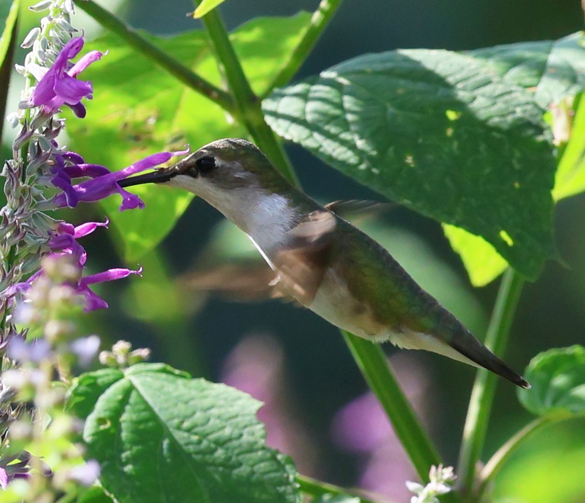Ruby-throated Hummingbird - ML645808378