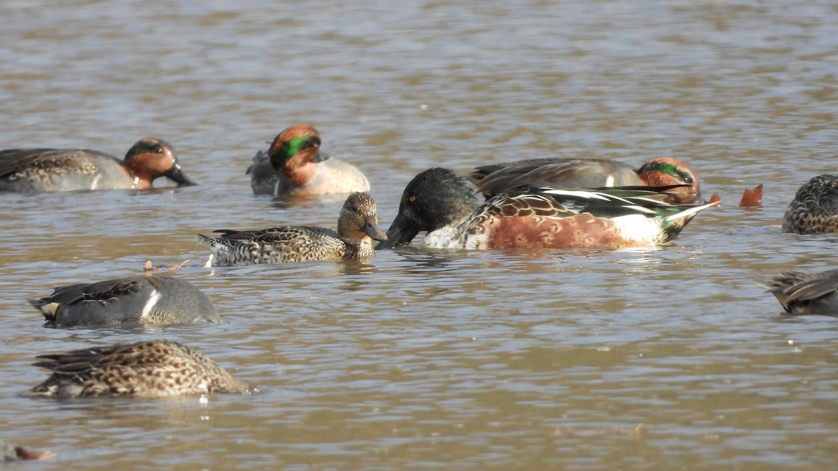 Northern Shoveler - ML645808394